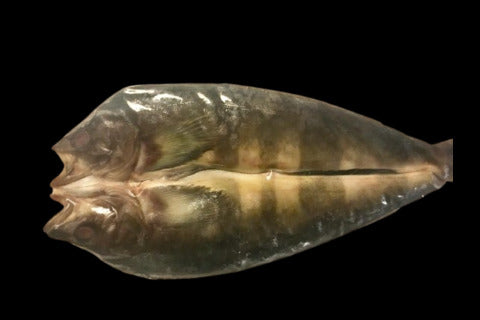 Hokke Himono (Atka Mackerel)