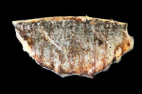Shio Koji (Grilled Seabream) 1 pc.