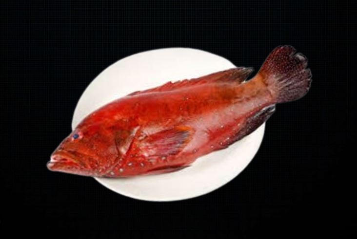 近海赤ハタ頭付き1尾