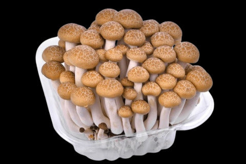 Shimeji Brown Mushroom (Fresh)
