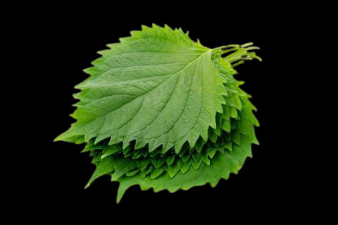 Shiso Leaves 10pcs.