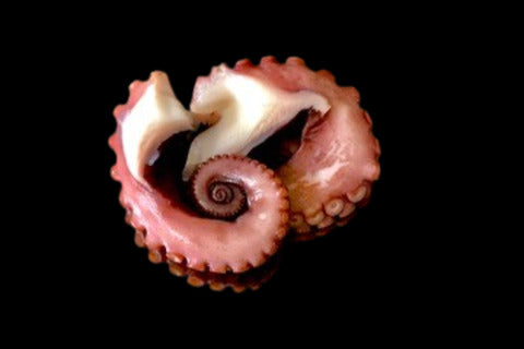 近海タコ足