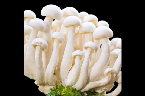 Shimeji White Mushroom